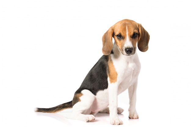 Beagle-Hund auf Weiß