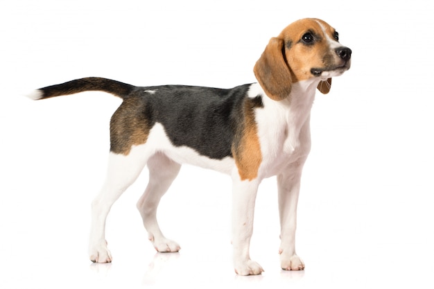 Beagle-Hund auf Weiß