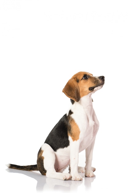 Beagle-Hund auf Weiß