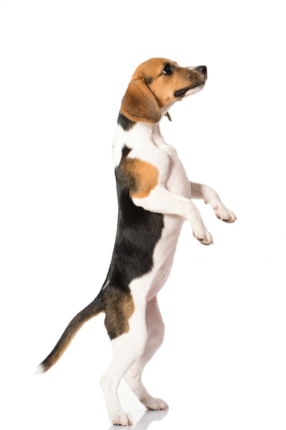 Beagle-Hund auf Weiß