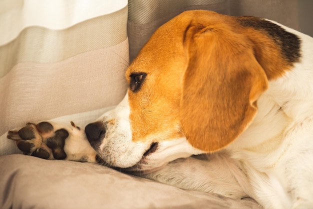 Beagle-Hund beißt seine juckende Haut an den Beinen Hautproblem Allergie-Reaktion