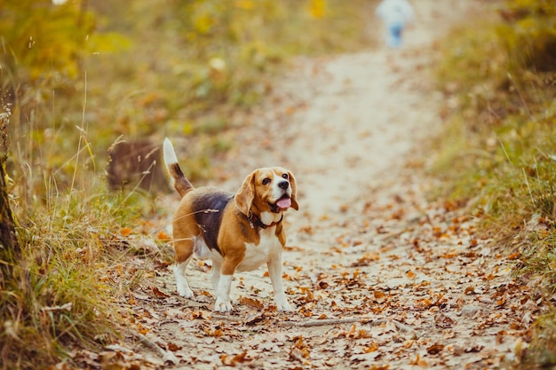 Beagle-Hund, der im herbstlichen Wald spazieren geht