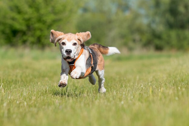 Beagle-Hund, der im Park auf dem Gras rennt