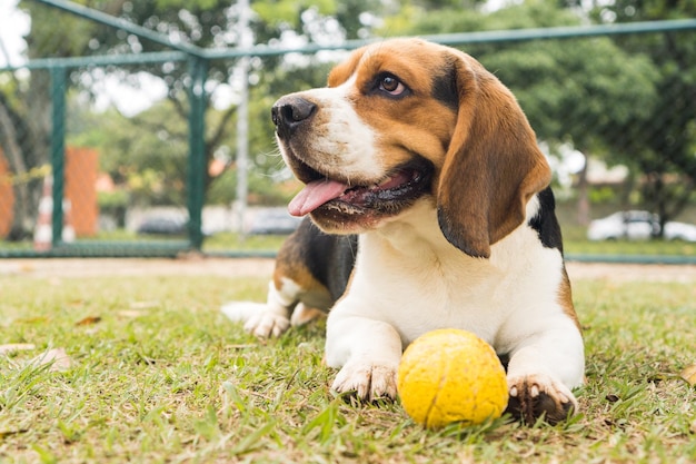 Beagle-Hund, der im Park spielt und Spaß hat. Selektiver Fokus.