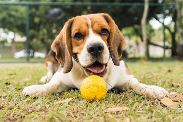 Beagle-Hund, der im Park spielt und Spaß hat. Selektiver Fokus.