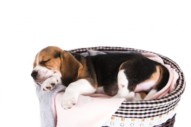 Beagle Hund im Korb