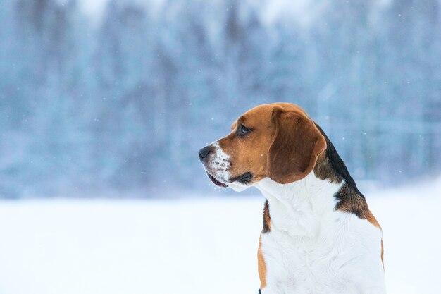 Beagle-Hund im Winter, stehend auf einer Wiese