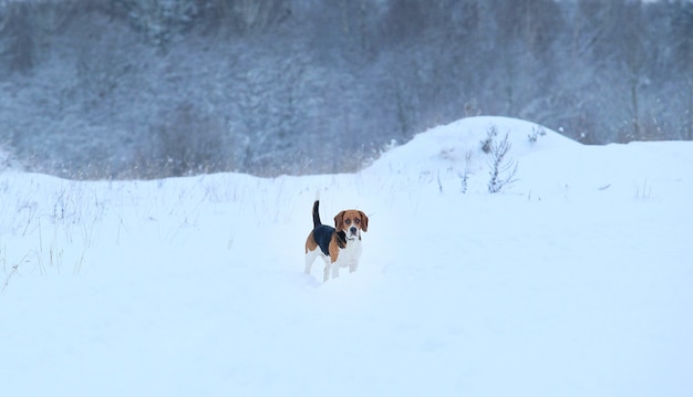 Beagle-Hund im Winter stehend