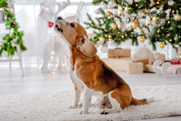 Beagle-Hund in der Weihnachtszeit