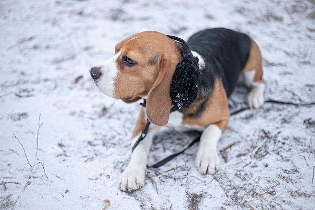 Beagle-Hund in schwarzen Pelzohrenklappen im Winterpark. Weicher Fokus. Selektiver Fokus.