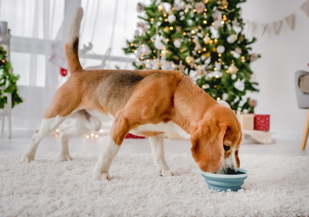 Beagle-Hund isst in der Weihnachtszeit im gemütlichen Neujahrshaus mit festlichem Baum und Lichtern Futter aus der Schüssel. Nettes reinrassiges Hündchenhaustier mit Nahrung in Xmas