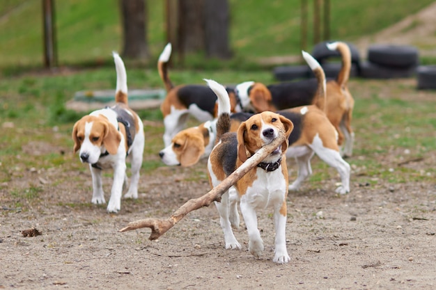 Beagle Hund läuft mit einem großen Stock