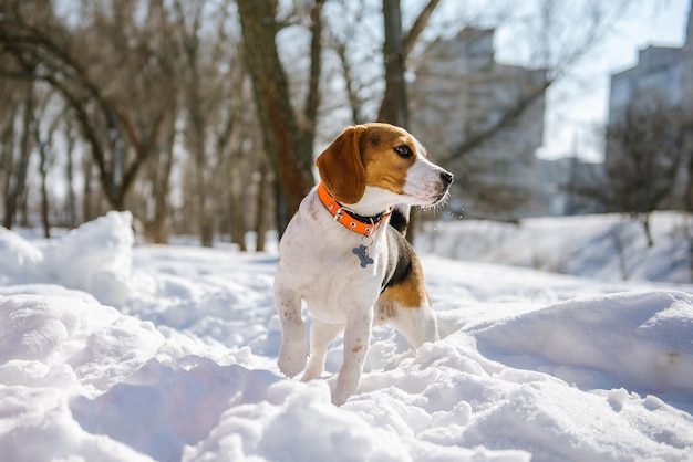 Beagle-Hund läuft und spielt im Winterwald an einem sonnigen frostigen Tag Walking Dog