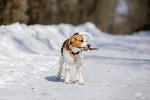 Beagle-Hund läuft und spielt im Winterwald an einem sonnigen frostigen Tag Walking Dog