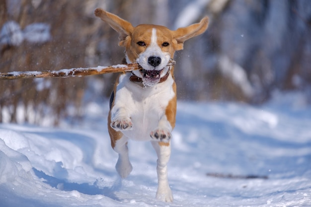 Beagle-Hund läuft und spielt im Winterwald an einem sonnigen frostigen Tag