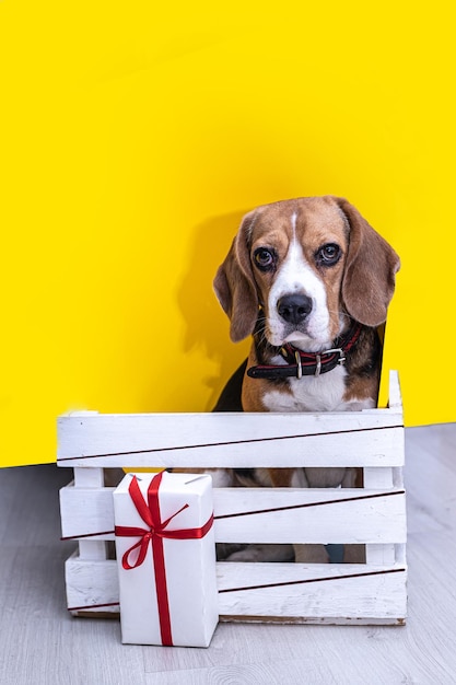 Beagle-Hund mit einem Geschenk auf gelbem Hintergrund. Weicher Fokus