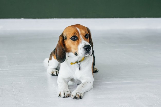 Beagle-Hund mit gelbem Kragen sitzt auf einem weißen Holzboden. Tricolor Hund sieht traurig aus.