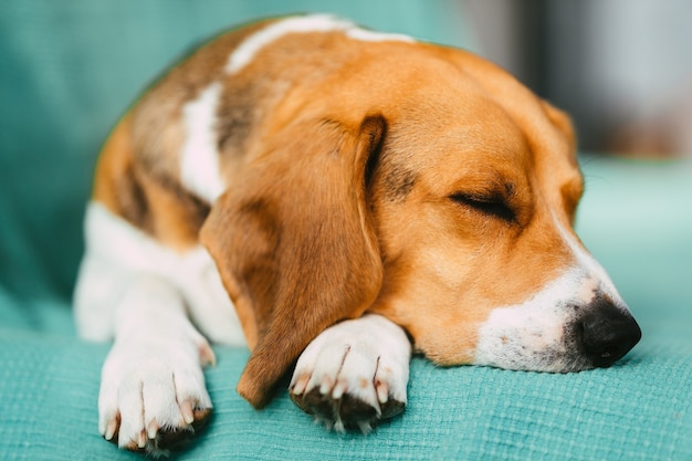 Beagle-Hund schläft auf dem Sofa