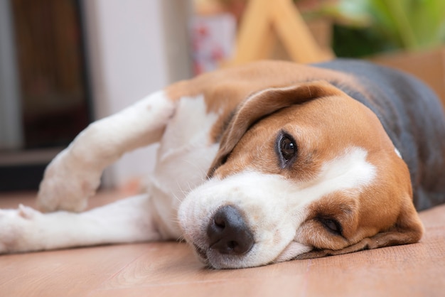 Beagle Hund schläft und sah mit einem angenehmen Anblick aus