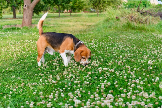 Foto beagle-hund schnüffelt klee auf einem grünen rasen