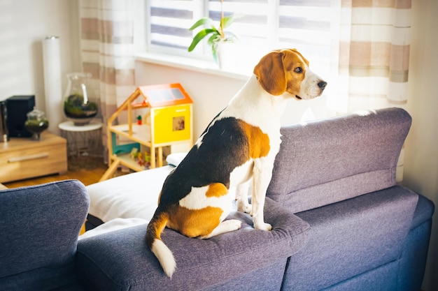 Beagle-Hund sitzt auf dem Sofa in einem hellen Raum