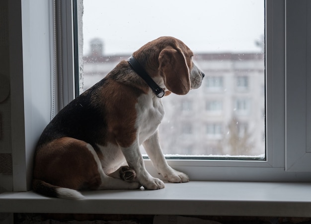 Beagle Hund sitzt auf der Fensterbank und schaut auf den Schnee vor dem Fenster