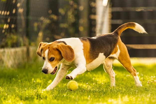 Beagle-Hund Spaß im Garten im Freien laufen und springen mit dem Ball