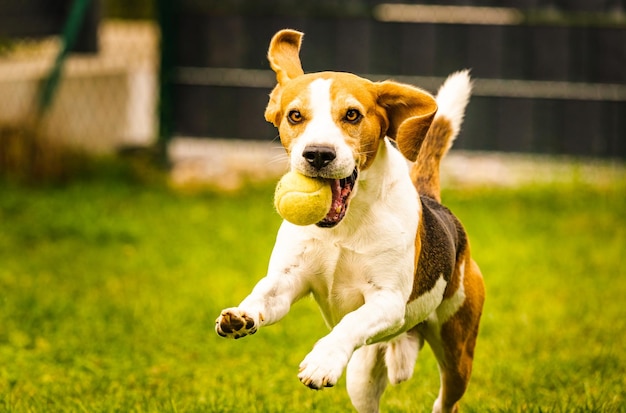 Beagle-Hund Spaß im Hinterhof im Freien laufen mit Ball