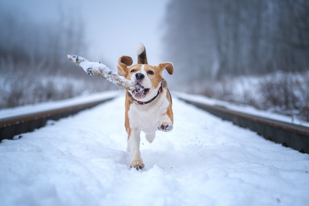 Beagle Hund spielt und läuft mit einem Stock in einem Winterpark in dichtem Nebel