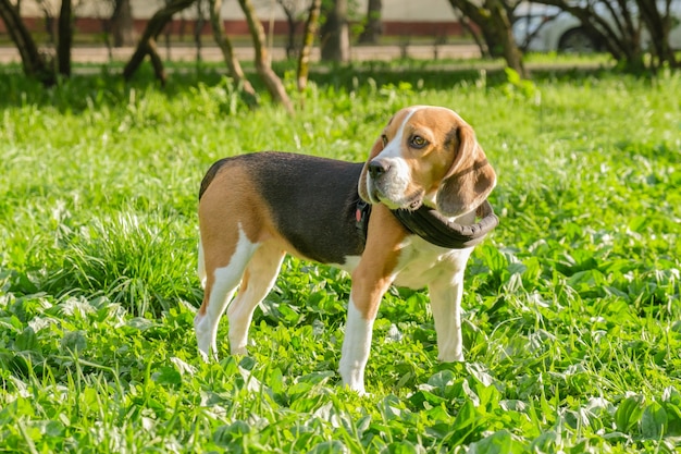 Beagle-Hund steht auf einem grünen Rasen im Park