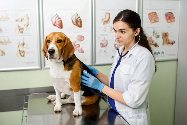 Beagle-Hund untersucht und konsultiert von einem Tierarzt. Gesunder Beagle-Hund