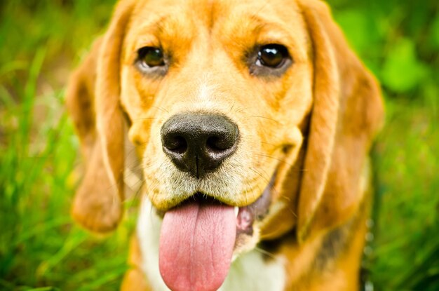 Beagle Hund