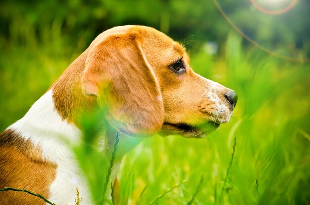 Beagle Hund