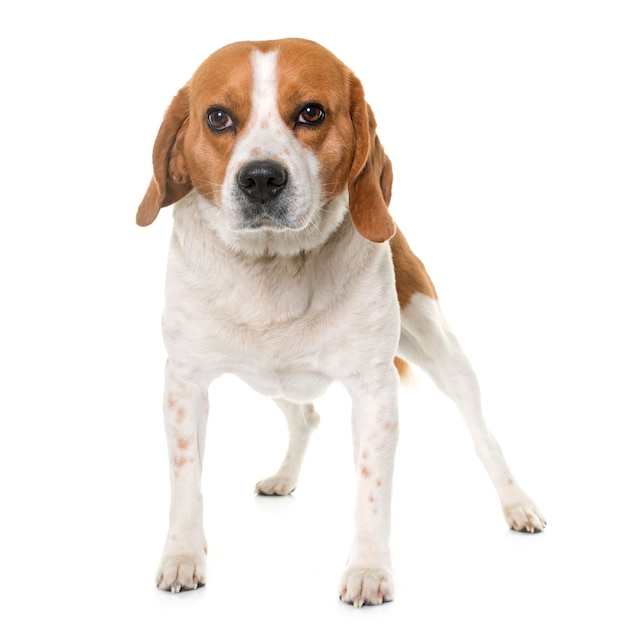 Beagle Hund