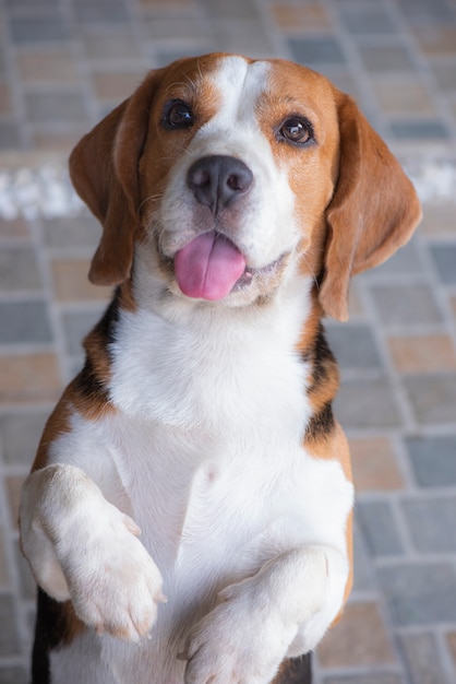 Beagle-hunde schauen verdächtig auf