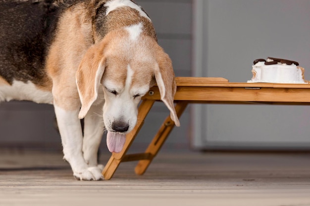 Beagle-Hundesrasse isst leckeren Kuchen, Hundefutter, Hundebäckerei
