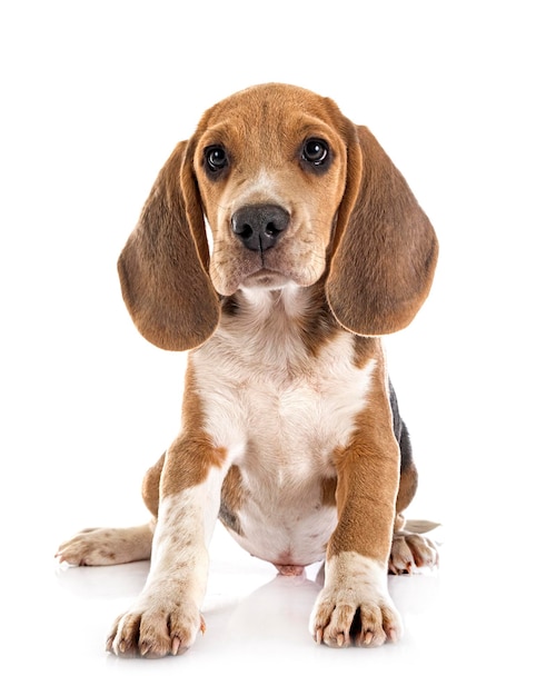 Beagle joven en estudio