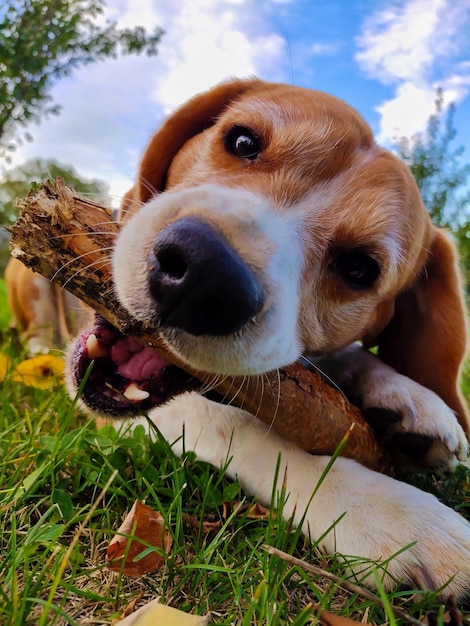 Beagle mascando palo de cerca y sonriendo