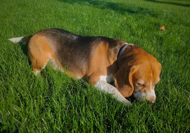 Beagle miente y huele la hierba