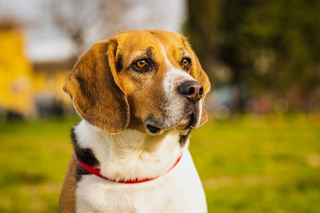 Beagle mit langen Ohren, die mit hellbraunen Augen zur Seite schauen