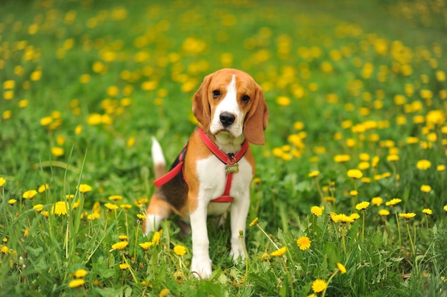 Beagle mit Zunge heraus im Gras während des Sonnenuntergangs in Feldlandschaft.