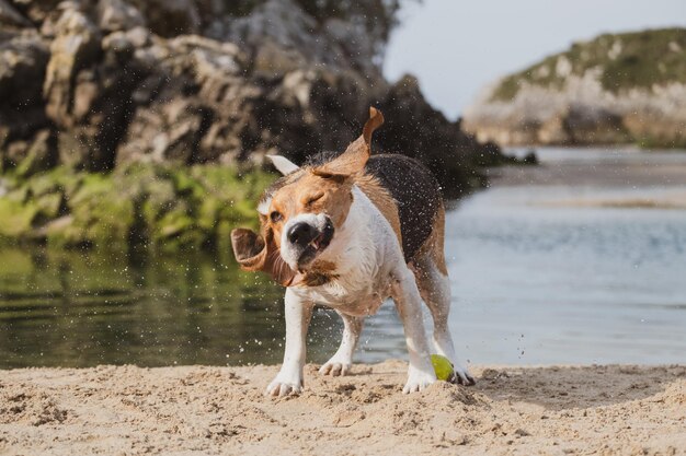 Foto beagle mojado jugando con una pelota de tenis en la playa