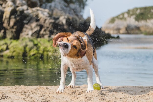 Foto beagle mojado jugando con una pelota de tenis en la playa