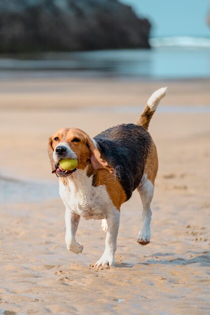 Foto beagle mojado jugando con una pelota de tenis en la playa