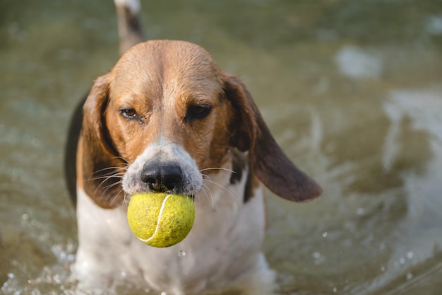 Foto beagle mojado jugando con una pelota de tenis en la playa