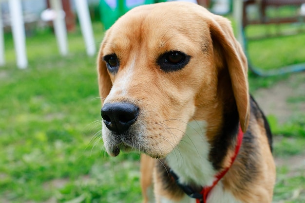 Beagle-Nahaufnahmeporträt eines jungen Hundes