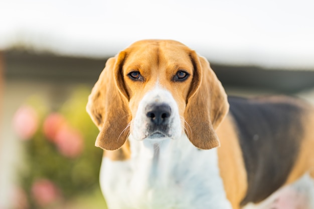 Foto beagle olhando para a câmera