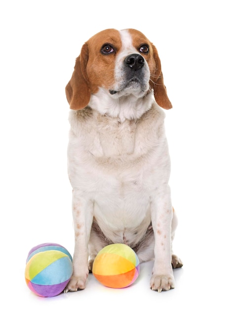 Beagle olhando para cima por bolas de pelúcia contra fundo branco