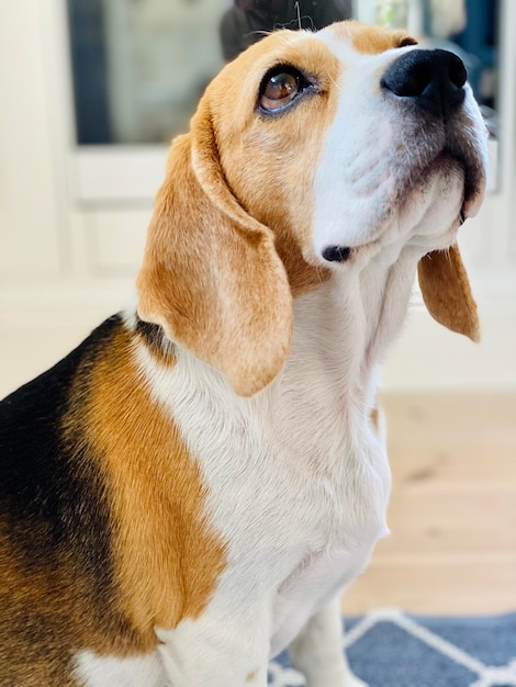 Foto beagle olhando para cima