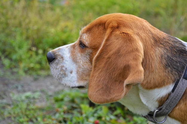 Beagle olhando para longe